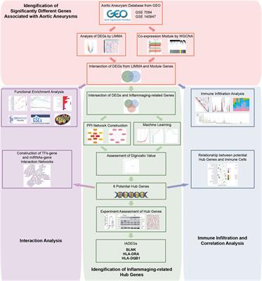 A role of inflammaging in aortic aneurysm: new insights from bioinformatics analysis
